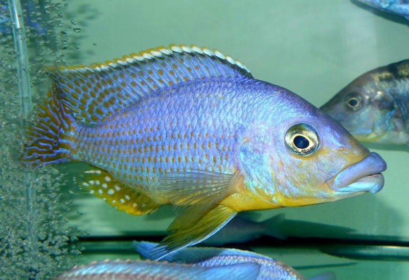Protomelas sp. 'mbenji thick-lip' Mbenji Island